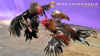 Đá gà trực tiếp